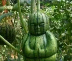 大连爆料吃瓜事件真相,揭秘背后真相与争议